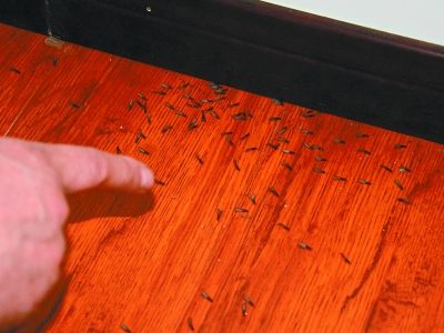 木地板被蟲蛀了怎么辦?木地板怎樣防蛀蟲