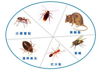 地球上10大最令人厭惡的吸血動物，蚊子榜首，水