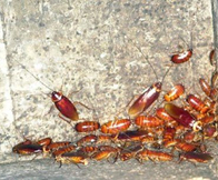 生物滅蟑的優(yōu)勢