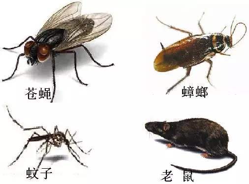 熟識(shí)“除四害”常識(shí)