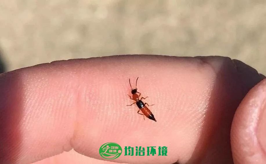 隱翅蟲的危害？