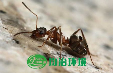 白蟻與螞蟻的區(qū)別