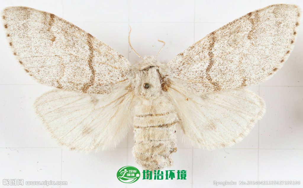 飛蛾是益蟲還是害蟲？