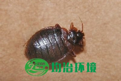 如何消滅臭蟲？