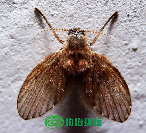 蛾蠓是什么？