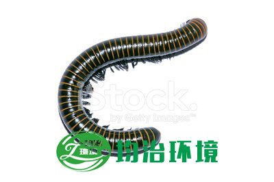 馬陸有毒嗎？