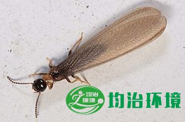 白蟻防治高招？
