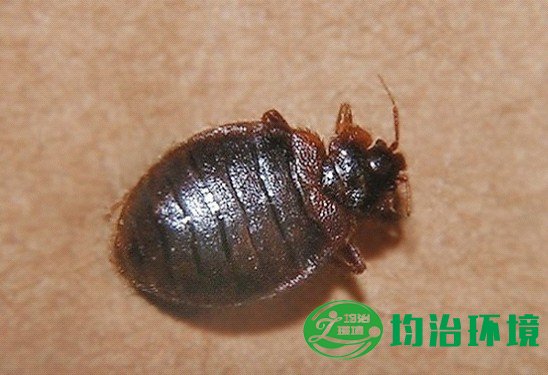 如何預(yù)防臭蟲(chóng)？
