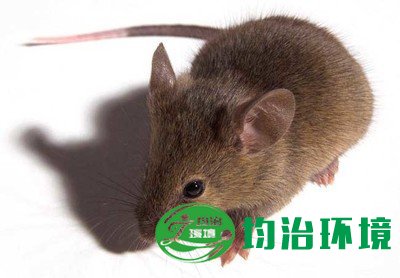 老鼠究竟有多聰明?