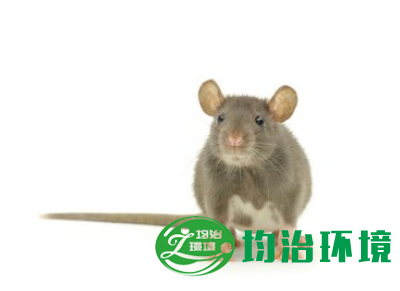 老鼠的生活環(huán)境