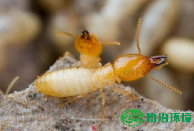 白蟻是如何產(chǎn)生的？