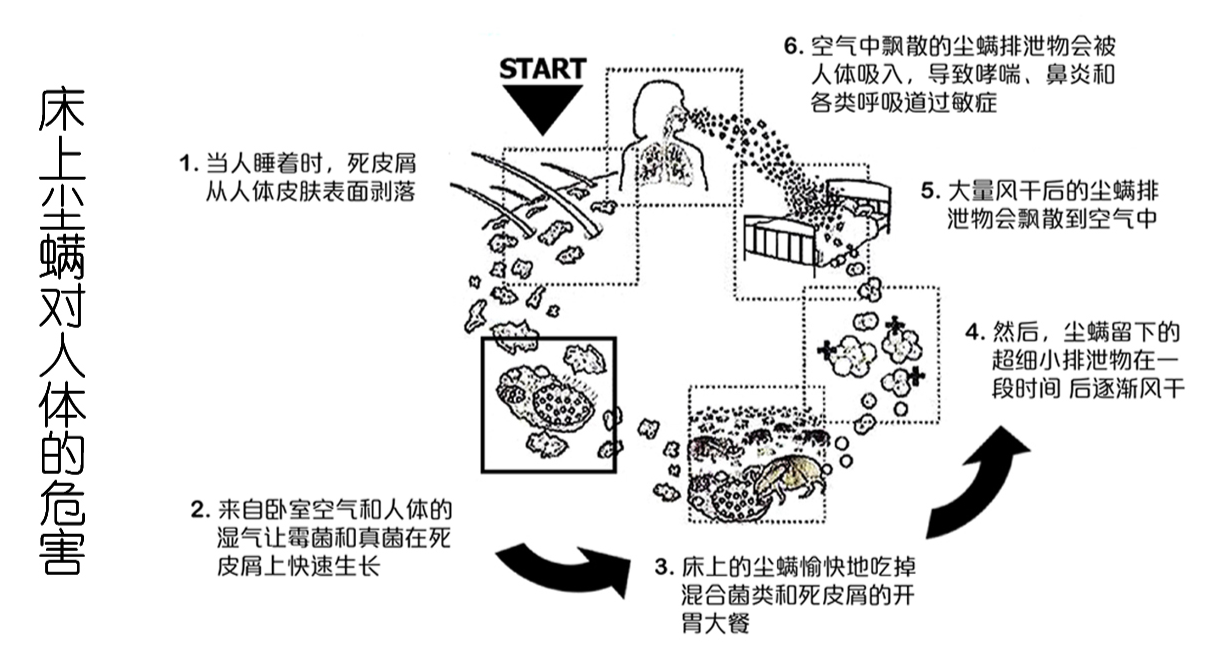 螨蟲導(dǎo)致人體過敏的過程圖