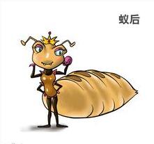 白蟻蟻后的壽命有多長(zhǎng)