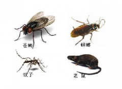 夏天就要到了家里怎么“滅四害”有點(diǎn)小竅門哦