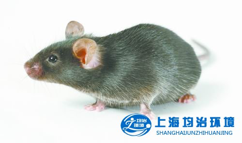 預(yù)防鼠疫科學(xué)知識