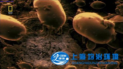 皮膚不好？你有可能是長了螨蟲！