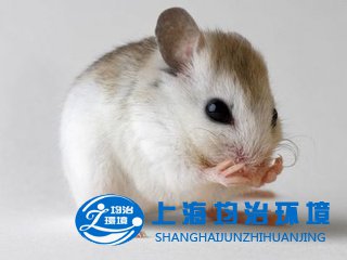 餐廳滅鼠解決方案