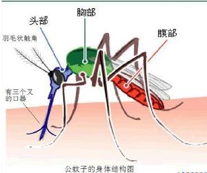 居家蟲害防制寶典——蚊