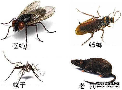 打不死的“小強”