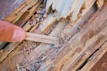 我家去年就進行了白蟻防治的，今年怎么又出現(xiàn)