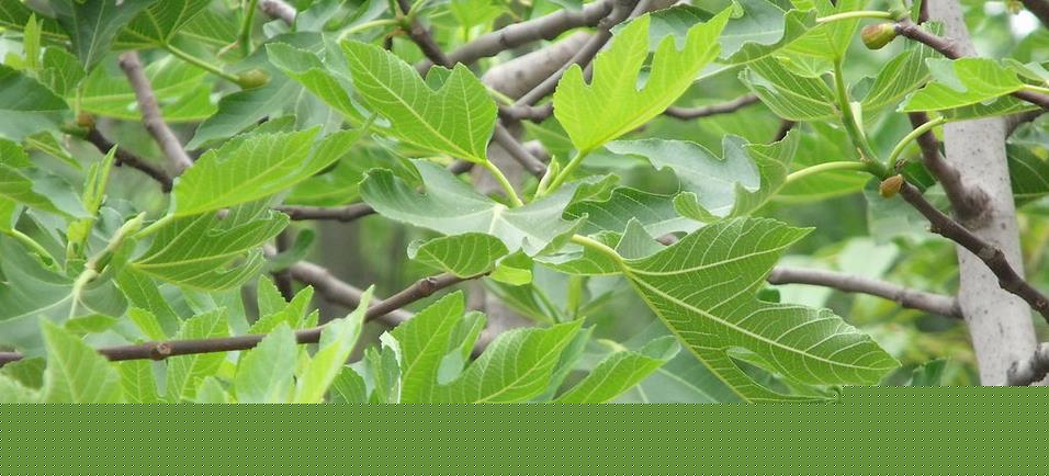 園林葉、花、果病害的防治方案