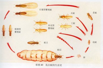我家是鋼筋混凝土結(jié)構(gòu)，也會(huì)遭受白蟻危害嗎？