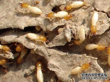 白蟻的生活習(xí)性