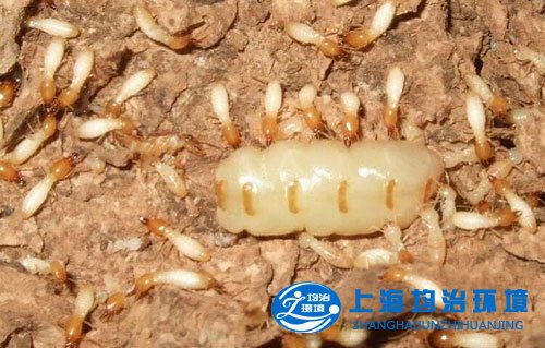 新房裝修莫忘白蟻預(yù)防