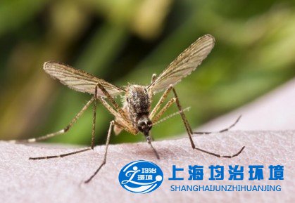 蚊蠅的危害