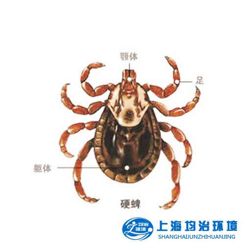 夏季警惕蜱戀上您家寶貝——寵物家長必知的【
