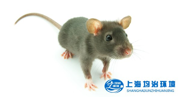 消滅老鼠 預防疾病