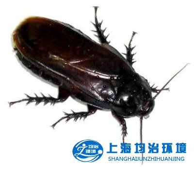 蟑螂在極黑環(huán)境內(nèi)仍有視覺