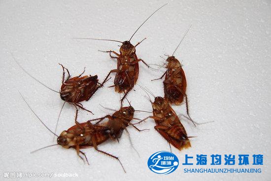 氣溫升高小強猖獗 有效防治蟑螂的方法