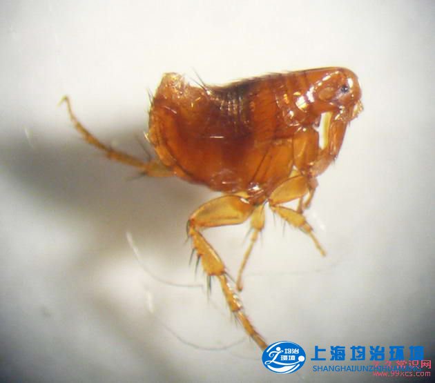 家有寵物要防跳蚤