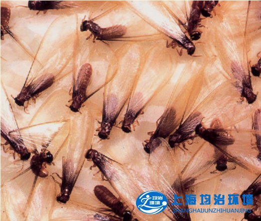 白蟻的生活環(huán)境