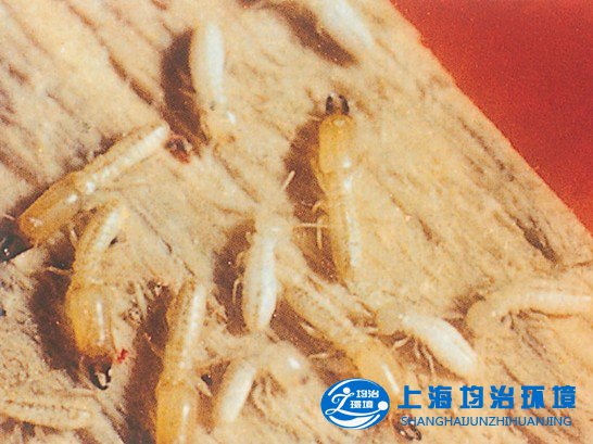 木地板防白蟻外更要注意防潮