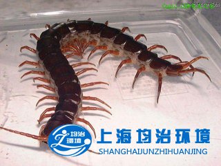 蜈蚣咬傷不能喝雄黃酒，應該怎么破？