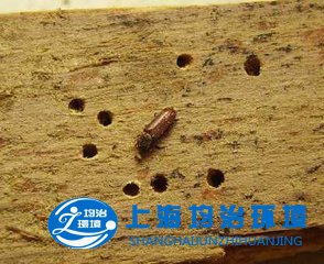 如何消滅門框上的粉蠹蟲？