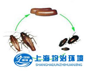 蟑螂為什么日益繁盛