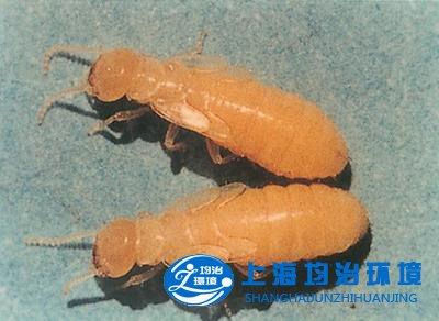 白蟻的群體智慧