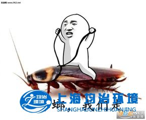 消滅蟑螂從早春開始