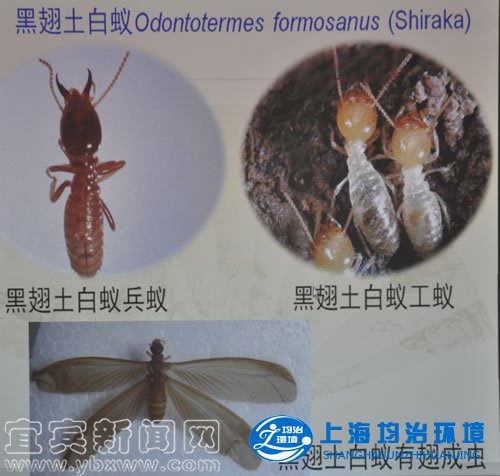 天氣漸漸炎熱，白蟻又開(kāi)始繁殖