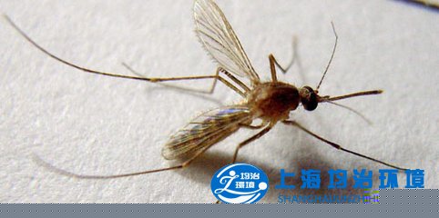 每年夏秋季＂小咬＂很猖獗 醫(yī)生提醒被咬后不要