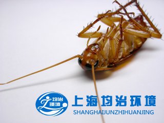 蟑螂的形態(tài)和主要種類
