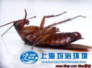 關于滅蟑螂和蟑螂藥的一些問題
