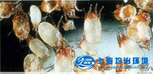 什么是螨蟲？