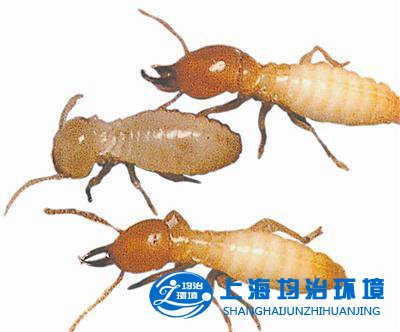 新建房屋的白蟻預防