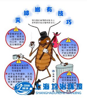 立秋后，“小強”又開始猖獗