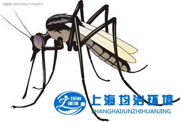 秋蚊子”猛如虎 清積水防蚊蟲