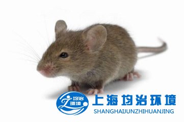 如何投放滅鼠藥物